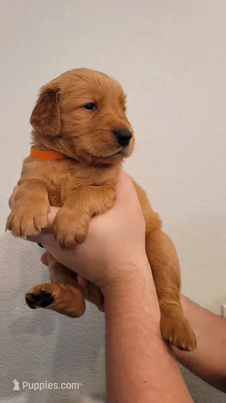 Ms. Orange – Golden Retriever puppy for sale in Rowlett, TX