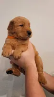 Ms. Orange, a female Golden Retriever for sale in Rowlett, TX – 1 of 4