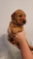 Mr. Light Green, a male Golden Retriever for sale in Rowlett, TX – 4 of 4