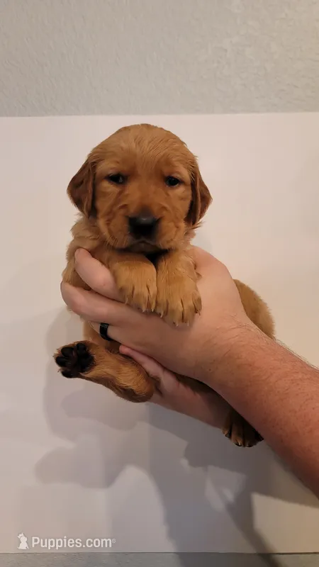 Mr. Light Green – Golden Retriever puppy for sale in Rowlett, TX