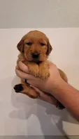 Mr. Light Green, a male Golden Retriever for sale in Rowlett, TX – 1 of 4