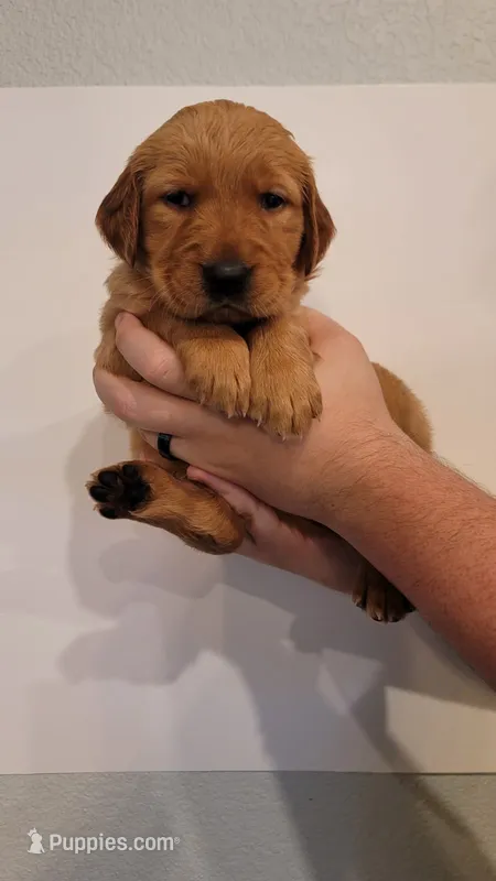 Ms Light Blue – Golden Retriever puppy for sale in Rowlett, TX