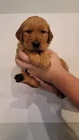 Ms Light Blue, a female Golden Retriever for sale in Rowlett, TX – 1 of 2