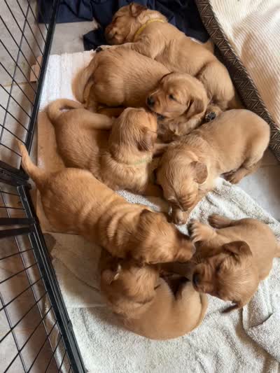 Mr. Blue, a male Golden Retriever for sale in Rowlett, TX – 3 of 3