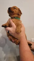Ms. Green, a female Golden Retriever for sale in Rowlett, TX – 2 of 3