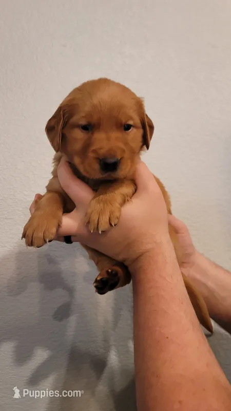 Ms. Green – Golden Retriever puppy for sale in Rowlett, TX