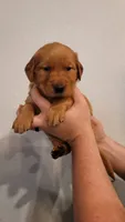 Ms. Green, a female Golden Retriever for sale in Rowlett, TX – 1 of 3