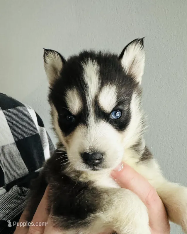 River – Siberian Husky puppy for sale in Bernhards Bay, NY