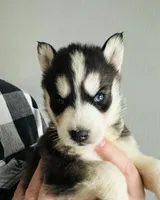 River, a male Siberian Husky for sale in Bernhards Bay, NY – Photo 1 of 2