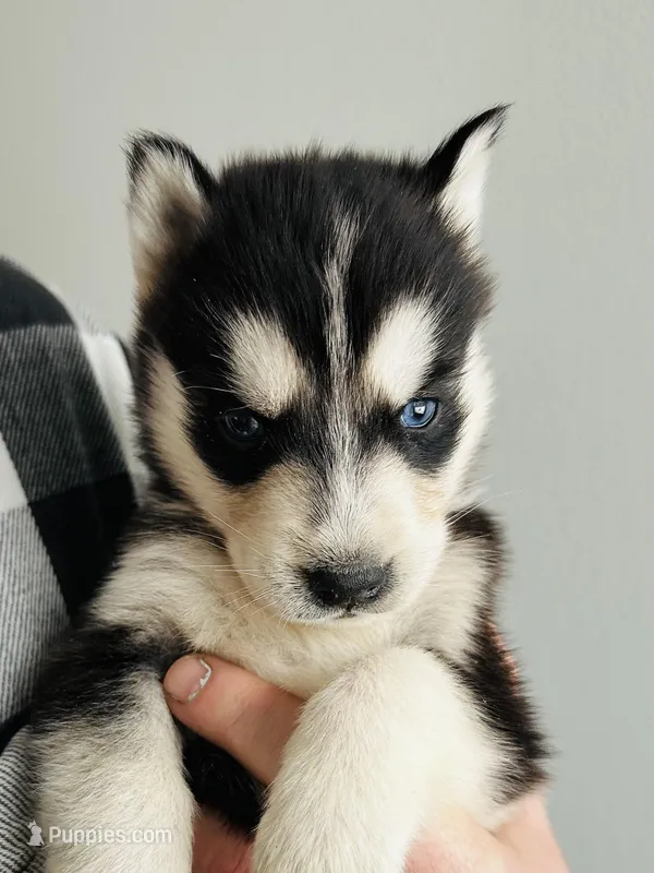 Bolt  – Siberian Husky puppy for sale in Bernhards Bay, NY