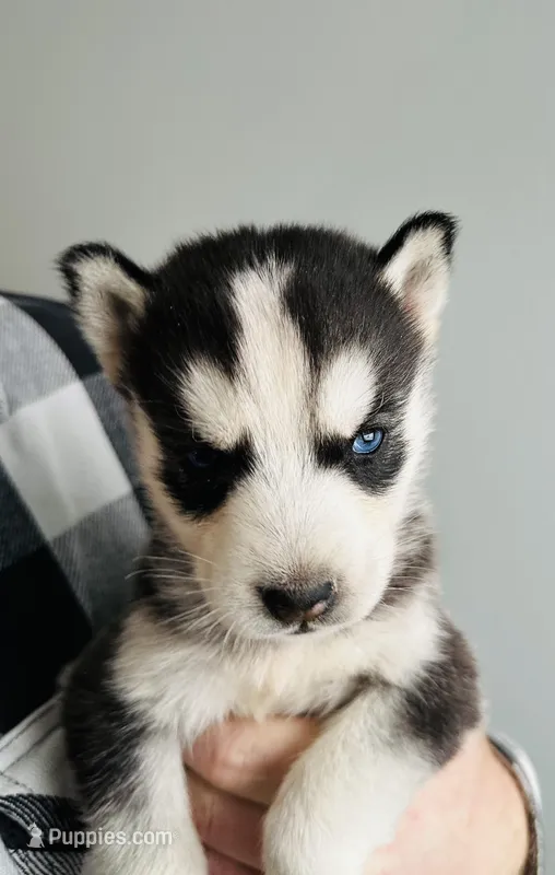 Stormie  – Siberian Husky puppy for sale in Bernhards Bay, NY
