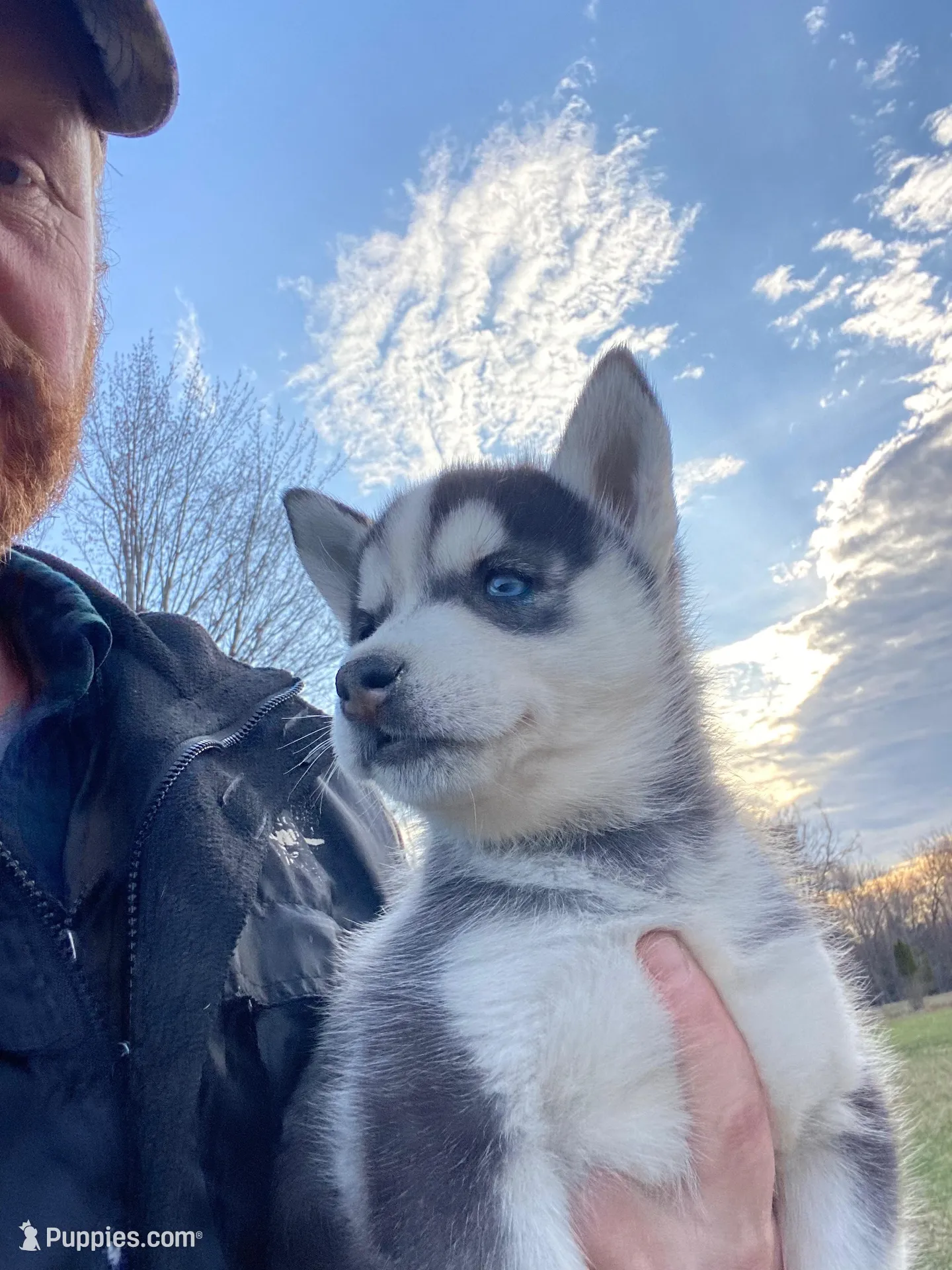 Stormie , a female Siberian Husky for sale in Bernhards Bay, NY – Photo 1 of 1