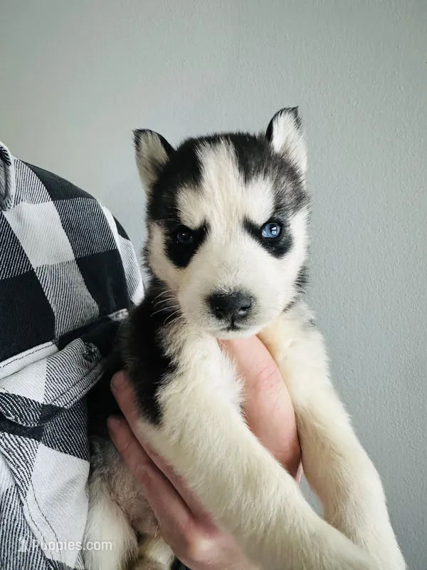 Tundra – Siberian Husky puppy for sale in Bernhards Bay, NY