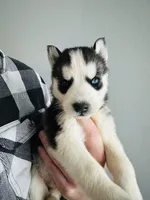 Tundra, a male Siberian Husky for sale in Bernhards Bay, NY – Photo 1 of 2