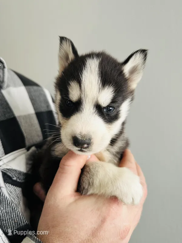 Spot  – Siberian Husky puppy for sale in Bernhards Bay, NY