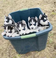 Spot , a male Siberian Husky for sale in Bernhards Bay, NY – Photo 2 of 2