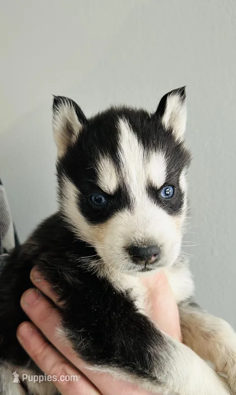 Arrow  – Siberian Husky puppy for sale in Bernhards Bay, NY