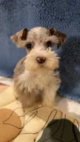 Tuggy, a male Miniature Schnauzer for sale in Lawton, OK – Photo 6 of 7