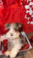 Tuggy, a male Miniature Schnauzer for sale in Lawton, OK – Photo 1 of 7