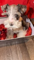Tuggy, a male Miniature Schnauzer for sale in Lawton, OK – Photo 3 of 7