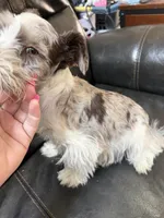 Valentino , a male Miniature Schnauzer for sale in Lawton, OK – Photo 2 of 4