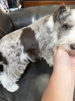 Valentino , a male Miniature Schnauzer for sale in Lawton, OK – Photo 3 of 4