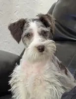 Champ, a male Miniature Schnauzer for sale in Lawton, OK – Photo 1 of 5