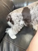 Valentino , a male Miniature Schnauzer for sale in Lawton, OK – Photo 4 of 4