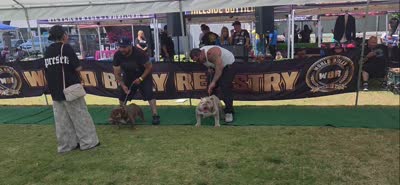 N/A, a male English Bulldog for sale in Bakersfield, CA – 2 of 2