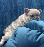 Shania Lilac , a female French Bulldog for sale in Marietta, OH – Photo 2 of 8