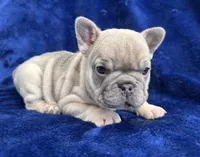 Shania Lilac , a female French Bulldog for sale in Marietta, OH – Photo 3 of 8