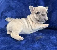 Shania Lilac , a female French Bulldog for sale in Marietta, OH – Photo 5 of 8