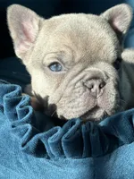 Shania Lilac , a female French Bulldog for sale in Marietta, OH – Photo 6 of 8