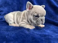Shania Lilac , a female French Bulldog for sale in Marietta, OH – Photo 7 of 8