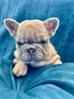 Shania Lilac , a female French Bulldog for sale in Marietta, OH – Photo 8 of 8
