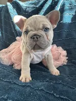 Celine Lilac, a female French Bulldog for sale in Marietta, OH – Photo 1 of 9