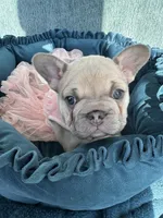 Celine Lilac, a female French Bulldog for sale in Marietta, OH – Photo 9 of 9
