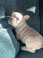 Celine Lilac, a female French Bulldog for sale in Marietta, OH – Photo 8 of 9
