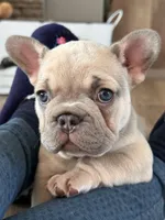Celine Lilac, a female French Bulldog for sale in Marietta, OH – Photo 2 of 9