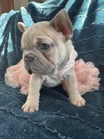 Celine Lilac, a female French Bulldog for sale in Marietta, OH – Photo 5 of 9