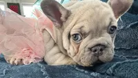 Celine Lilac, a female French Bulldog for sale in Marietta, OH – Photo 4 of 9