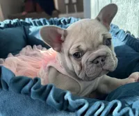 Celine Lilac, a female French Bulldog for sale in Marietta, OH – Photo 3 of 9