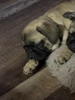  Miss Green, a female Pug for sale in Big Rock, IL – 5 of 10