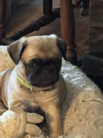 Miss Green, a female Pug for sale in Big Rock, IL – 2 of 3