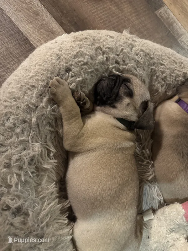 Mr.Blue – Pug puppy for sale in Big Rock, IL