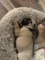 Mr.Blue, a male Pug for sale in Big Rock, IL – 1 of 4