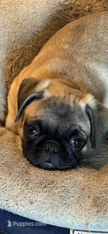 Miss Orange – Pug puppy for sale in Big Rock, IL