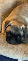 Miss Orange, a female Pug for sale in Big Rock, IL – 1 of 6