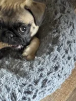  Miss Green, a female Pug for sale in Big Rock, IL – 3 of 10