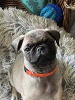 Miss Orange, a female Pug for sale in Big Rock, IL – 5 of 6